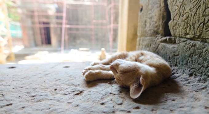 Cat napping at Ta Phrom > Cambodia > TheRoamingNoodle