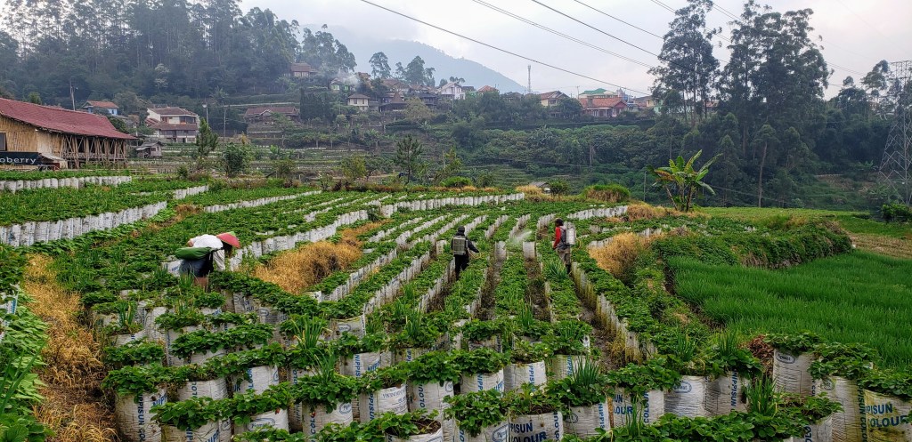 Bandung, West Java Island > TheRoamingNoodle
