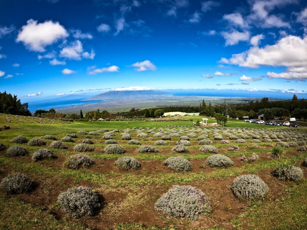 Maui > TheRoamingNoodle